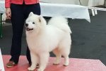 Meilleur Puppy Rouen 2019